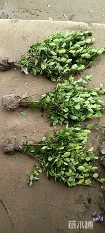 高度35厘米大叶黄杨