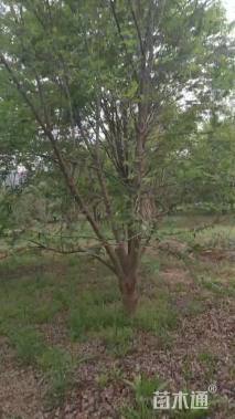 高度35厘米小叶黄杨