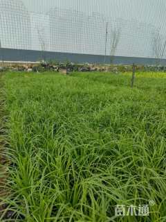 15厘米青绿苔草