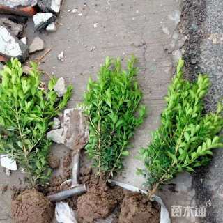 高度30厘米瓜子黄杨