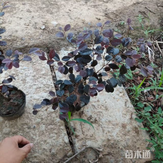 高度40厘米红花继木小苗