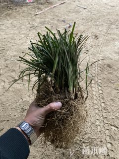 高度15厘米中叶麦冬