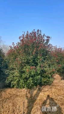 高度400厘米丛生红叶石楠
