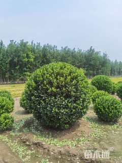 冠幅150厘米胶东卫矛球