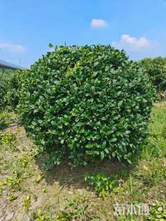 冠幅140厘米无刺枸骨球