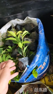 高度18厘米黄金榕