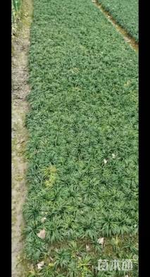 高度10厘米玉龙草