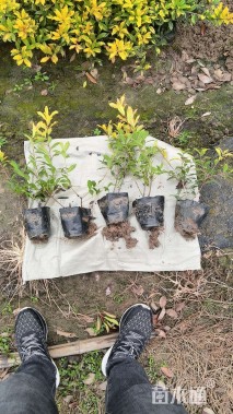 高度20厘米黄金枸骨