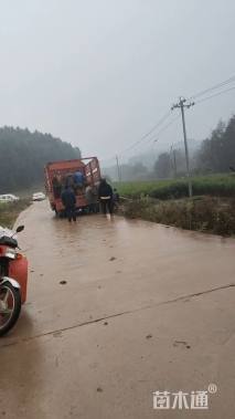 高度60厘米桃树小苗