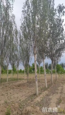 13公分毛白杨