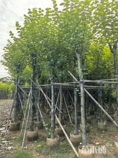 高度350厘米紫荆