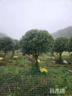 12公分无刺枸骨