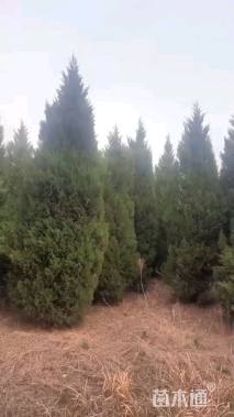 高度250厘米蜀桧