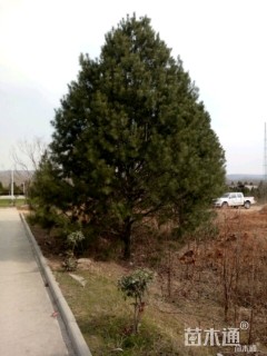 高度500厘米白皮松