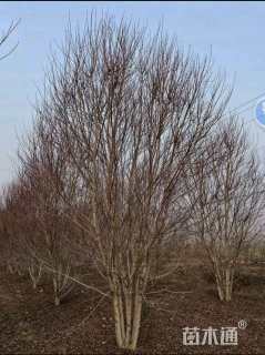 高度500厘米丛生美国红枫