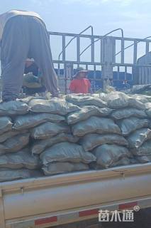 高度20厘米常绿萱草