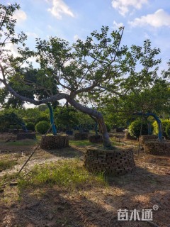 10公分红果冬青