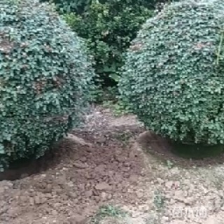 冠幅120厘米月季花球