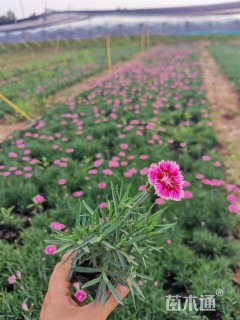 高度10厘米五彩石竹