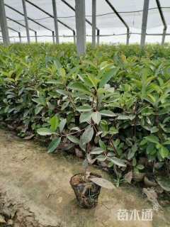 高度30厘米红叶石楠小苗