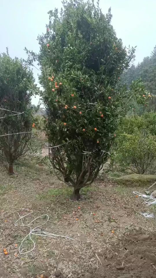 16公分橘子