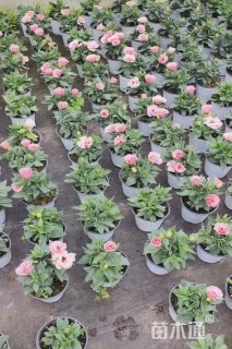 高度15厘米洋桔梗