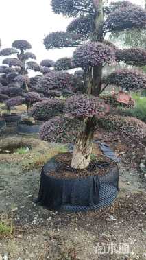 20公分造型红花继木桩