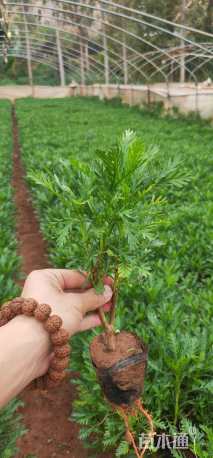 高度20厘米黄缨菊