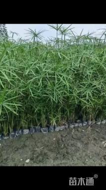 高度50厘米旱伞草