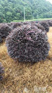 冠幅150厘米红花继木球