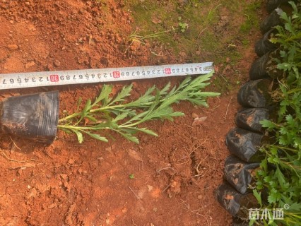 高度25厘米木春菊