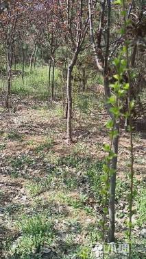 5公分红宝石海棠