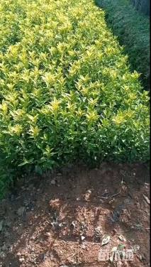 高度15厘米黄金茶小苗