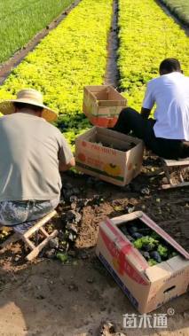 高度15厘米金叶佛甲草