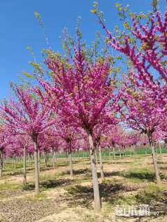 高度550厘米紫荆