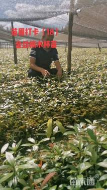 0.4公分金丝楠木