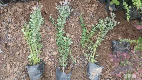 高度20厘米红叶小檗小苗