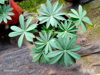 高度20厘米羽扇豆