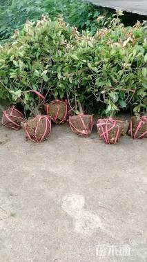 冠幅80厘米红叶石楠球