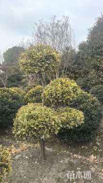 高度1.5厘米金边黄杨