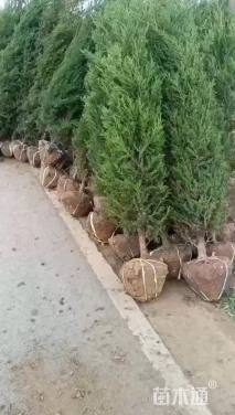 高度180厘米蜀桧