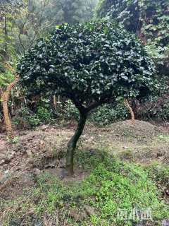 高度150厘米茶梅