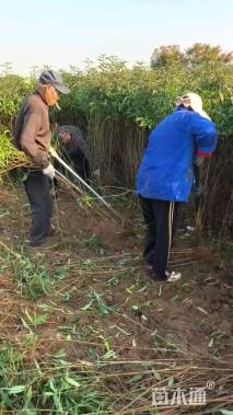 高度60厘米秋月梨