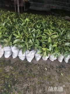 高度60厘米洒金珊瑚