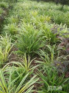 高度20厘米金边阔叶麦冬