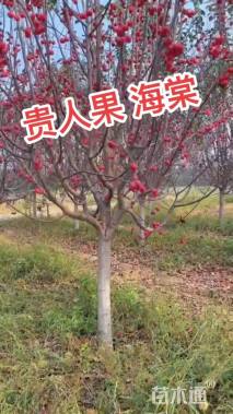 10公分贵人果海棠