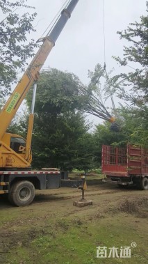 15公分(5杆)丛生朴树