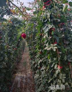 150厘米藤本月季