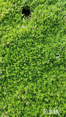 高度15厘米满天星