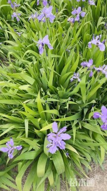 高度25厘米鸢尾